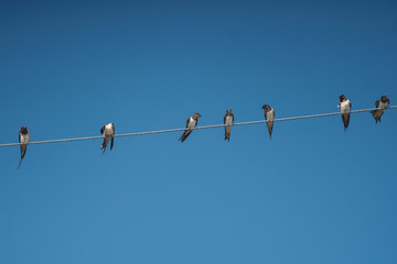 Birds on power line cable