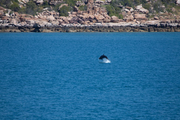 A pod of False Killer Whales, Kimberley Coast, Western Australia © robert