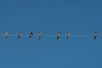Birds on power line cable