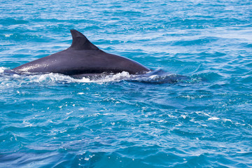 A pod of False Killer Whales, Kimberley Coast, Western Australia