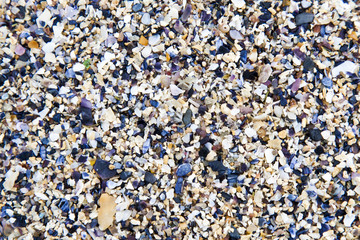 Débris de coquillages sur la plage