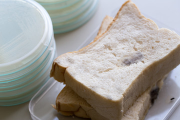 Yeasts and bread in Petri dishes and medicine for education in laboratories.