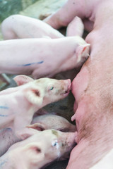 Small piglet drinking milk from breast of his mother in the farm