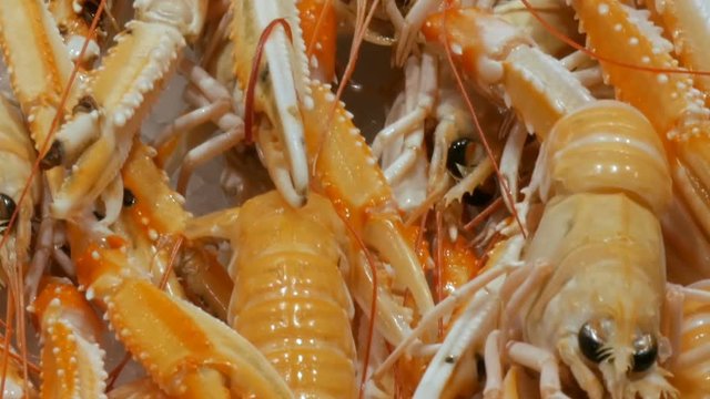 Seafood shrimps crawfish crabs on the counter market,Seafood in the market La Boqueria in Barcelona close up view