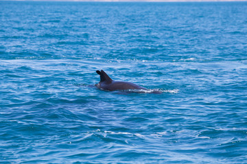 A pod of False Killer Whales, Kimberley Coast, Western Australia