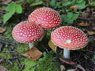 Three beautiful amanita muscaria