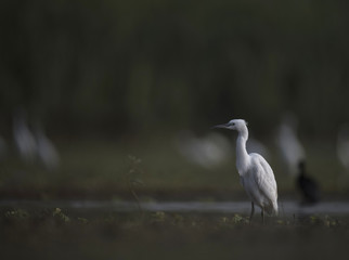 Little Egret