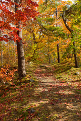 北海道　大沼国定公園の紅葉
