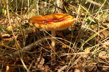 Mushrooms, fly agaric.