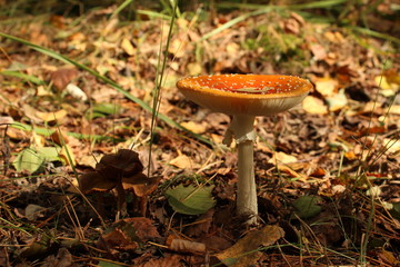 Mushrooms, fly agaric.
