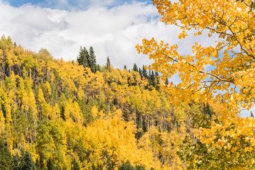 Fototapeta premium Golden Aspen Forest in the San Juan Mountains in Colorado