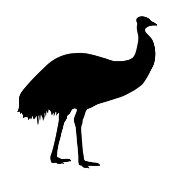 black silhouette of ostrich emu on white background of vector illustration