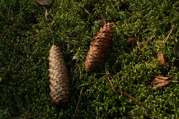 Cones on a moss