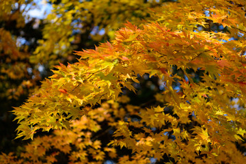 北海道　大沼国定公園の紅葉