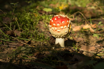 Mushrooms, fly agaric.