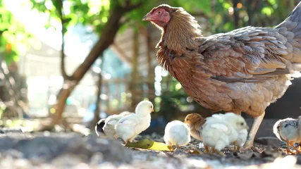 Deurstickers Kip Hen chick rearing in natural