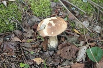 Mushrooms  Boletus. Fungi of the Boletaceae family, White fungus.