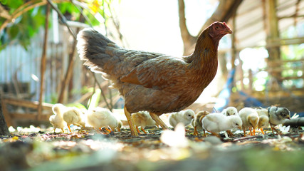 Hen chick rearing in natural © Naypong Studio