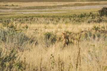 Obraz na płótnie Canvas Coyote in the grasslands facing away near the Great Salt Lake in Utah