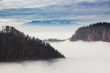 Forest in the  fog, mountains on the horizon. - 177937076