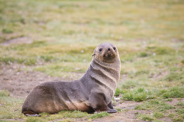 Fototapeta premium Antarctic Fur Seal, South Shetland Islands, Antarctica