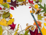 foglie d'autunno colorate sfondo bianco