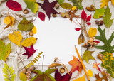 autunno foglie colorate set