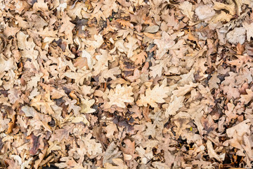 Dry fallen leaves