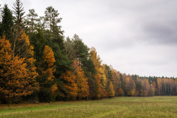 Puszcza Knyszyńska © podlaski49