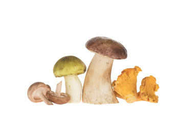 Different types of mushrooms