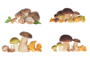 Different types of mushrooms