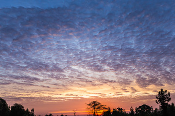 Silhouette of tree on the beautiful sky in the morning.