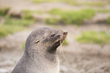 A fur seal at Salisbury Plain, South Georgia.