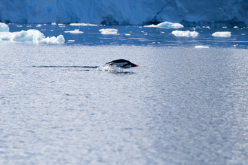 Gentoo Penguin, Neko Harbour, Antarctica