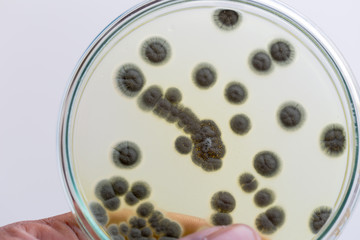 Penicillium, ascomycetous fungi are of major importance in the natural environment as well as food and drug production.