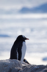 Obraz premium Gentoo Penguin, Neko Harbour, Antarctica