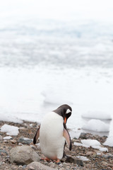 A gentoo penguin at Neko Harbour, Antarctica