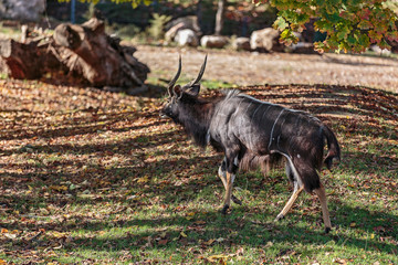 sitatunga antelope, Antilope Tragelaphus spekii