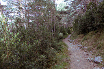 camino en bosque de arboles verdes