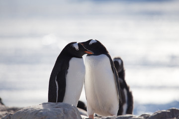 Obraz premium Gentoo Penguin, Neko Harbour, Antarctica