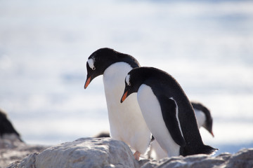 Naklejka na ściany i meble Gentoo Penguin, Neko Harbour, Antarctica