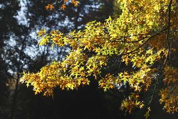 gelb verf&auml;rbte Eichenbl&auml;tter an einem Ast