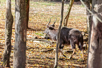 sitatunga antelope, Antilope Tragelaphus spekii