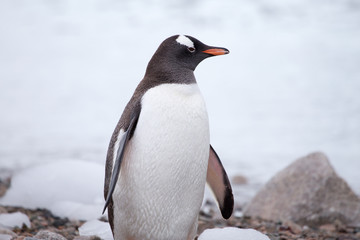Obraz premium A gentoo penguin at Neko Harbour, Antarctica