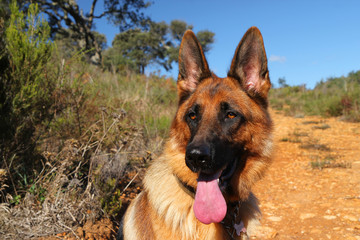 Hiking with a German Shepherd 