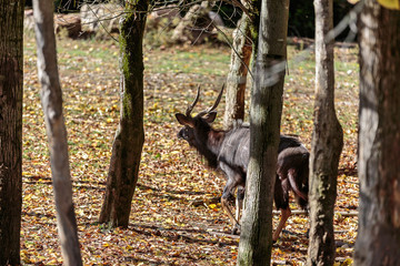sitatunga antelope, Antilope Tragelaphus spekii