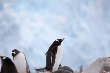 Gentoo Penguins with a Glacial background