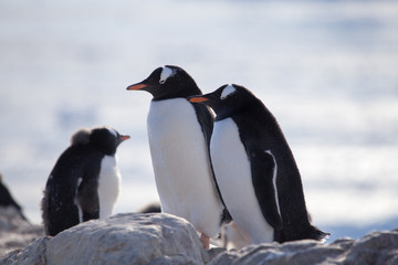 Fototapeta na wymiar Gentoo Penguins, Neko Harbour, Antarctica