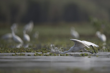 Great Egret Hunting