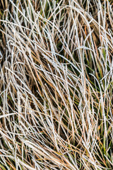 Icy frost on dry tall grass